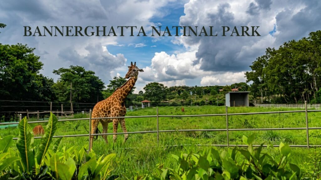 Bannerghatta National Park 