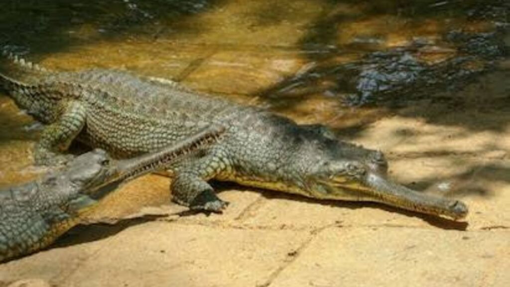 Bannerghatta Zoo Timings