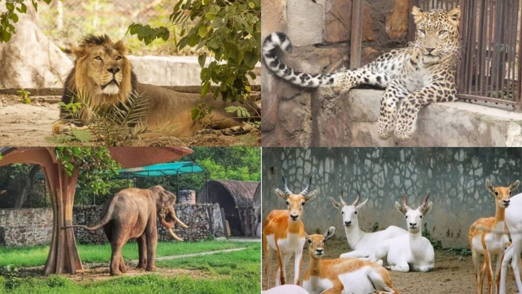 Delhi Zoo Offline Booking
