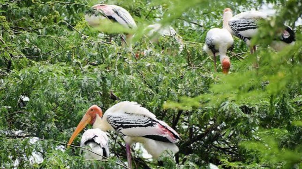Delhi Zoo Facility