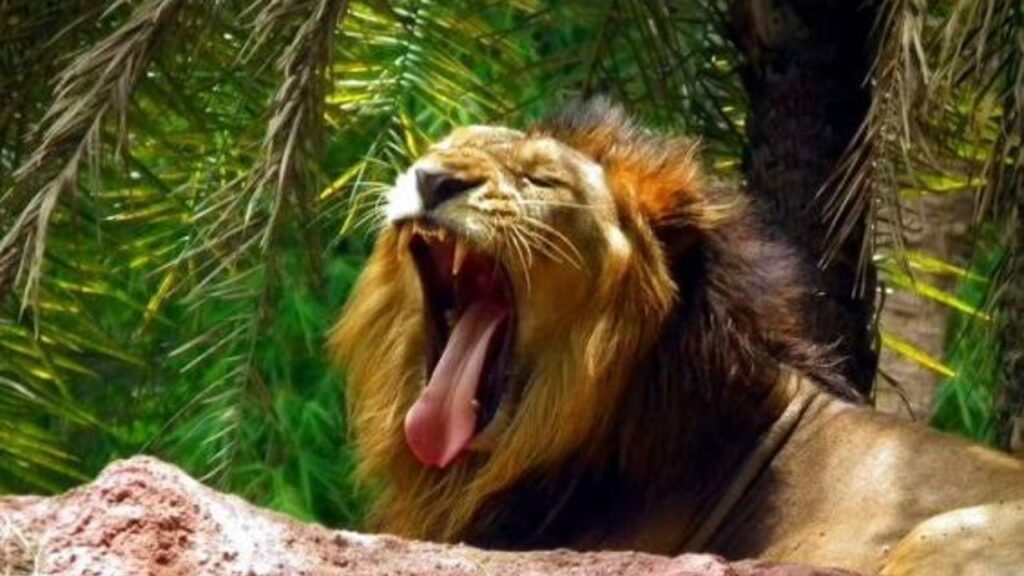 Delhi Zoo Timings