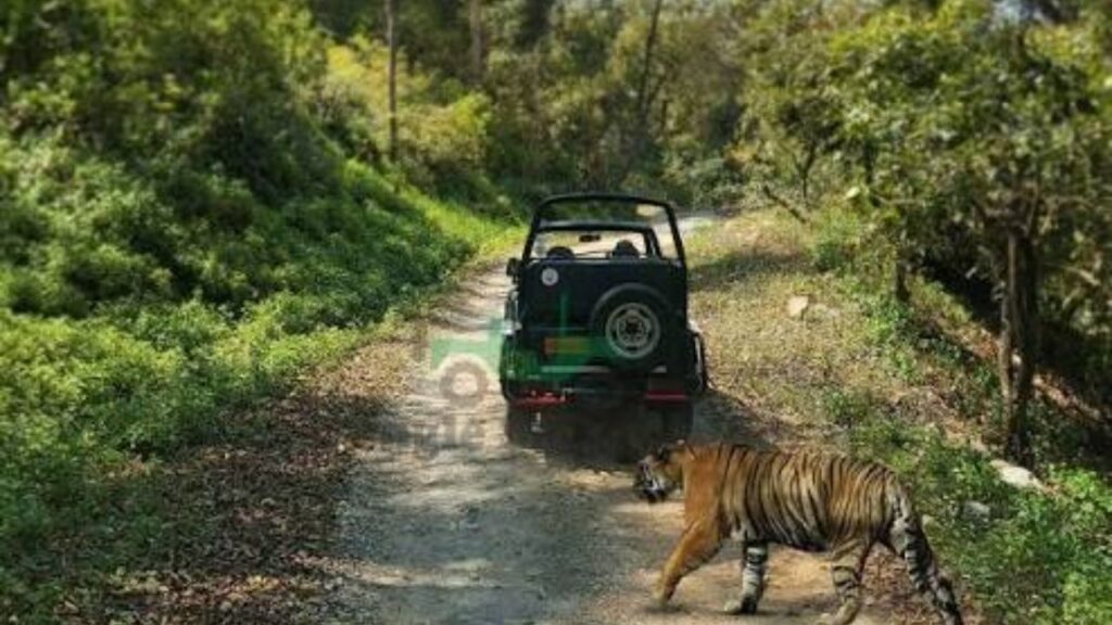 Ranthambore Safari Rides
