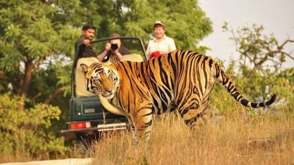 Ranthambore Safari Timings