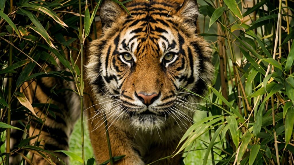 Ranthambore Safari Zoo