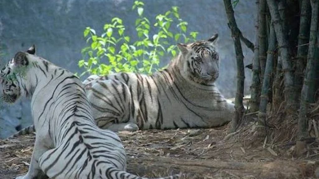 Vandalur Zoo