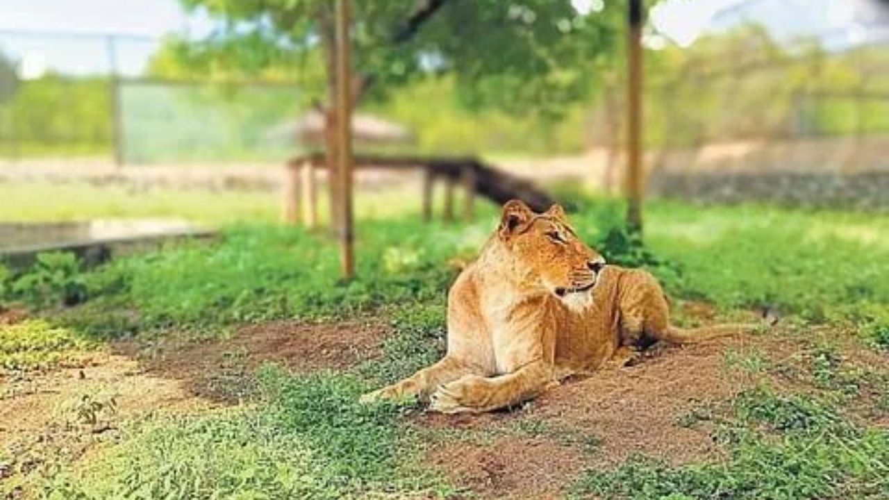 Vandalur Zoo Ticket Price