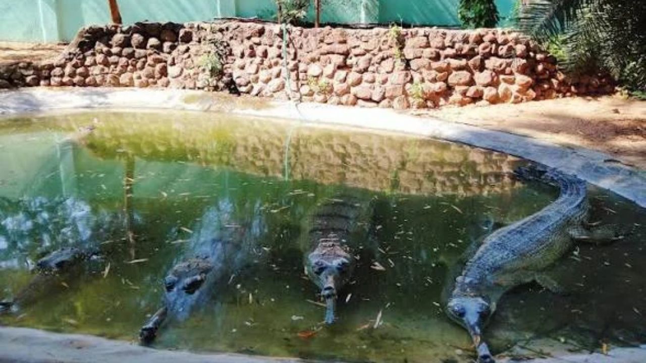 Vandalur Zoo Ticket Price