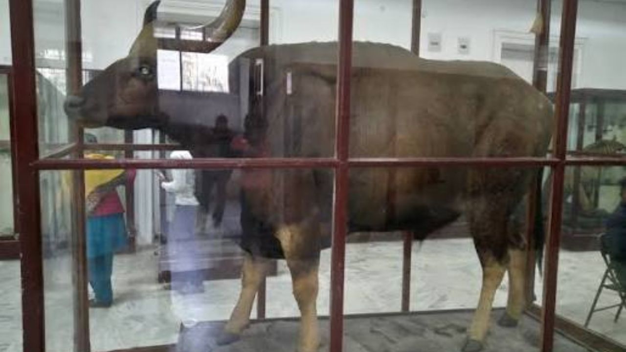 Patna Museum Location
