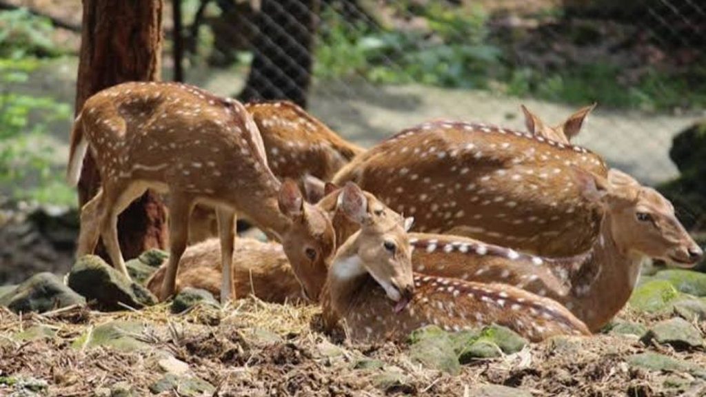 Dehradun Zoo Ticket Price