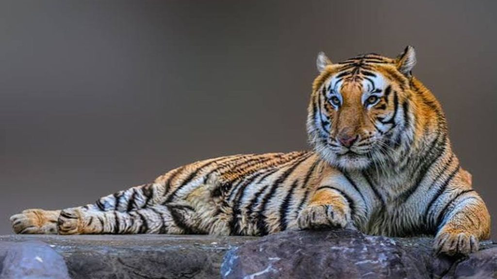 Dehradun Zoo Facility