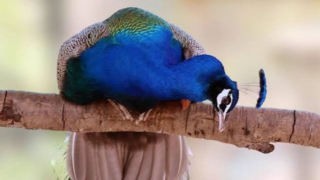 Dehradun Zoo Online Ticket Booking