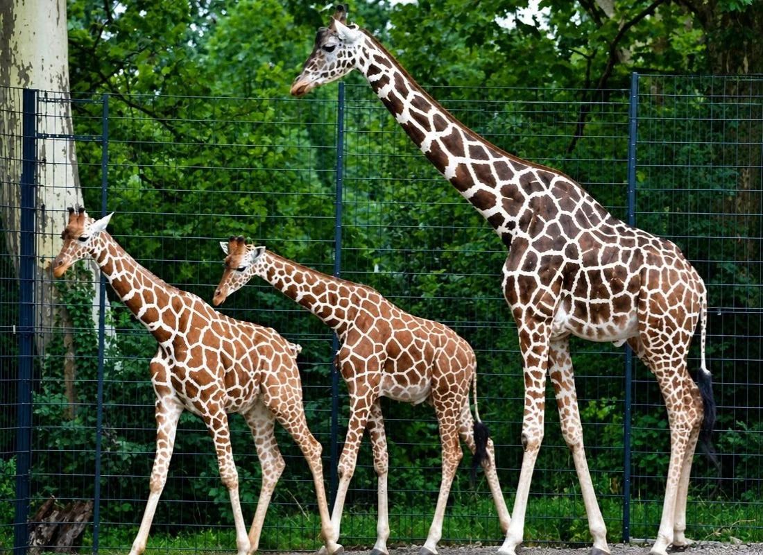 Lucknow Zoo Ticket Price
