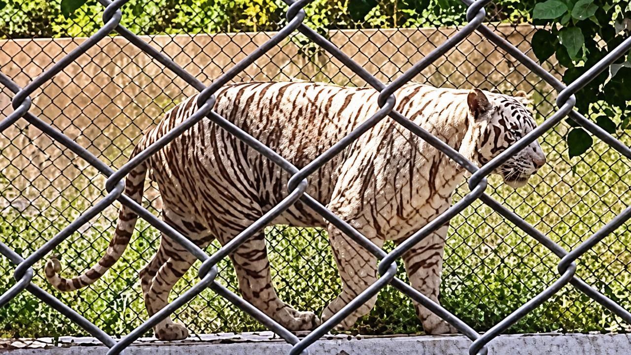 Lucknow Zoo Ticket Price