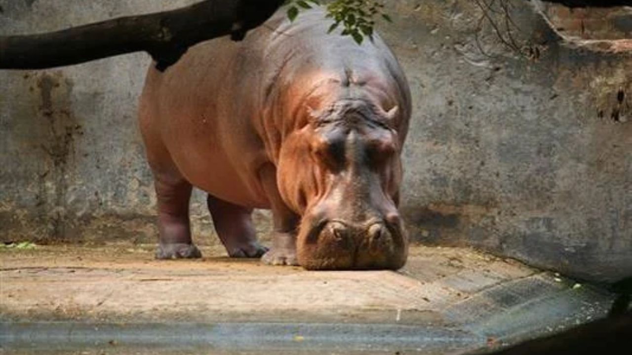 Lucknow Zoo Timings